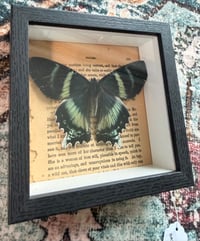 Image 5 of Dayflying Moth 