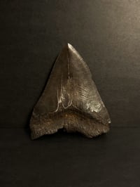 Image 3 of Megalodon Tooth