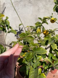 Image 3 of Gold Bracelet