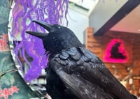 Image 5 of Taxidermy Crow 