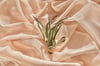 Tillandsia Harrisii Air Plant With Gold Stand 