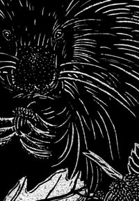 Image 4 of Porcupine & Blueberries
