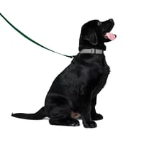 Image 2 of Pet leash - green leash with white text: MY HUMAN IS A GRIER GIRL
