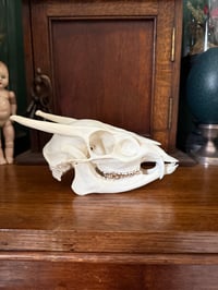 Image 3 of muntjac button buck