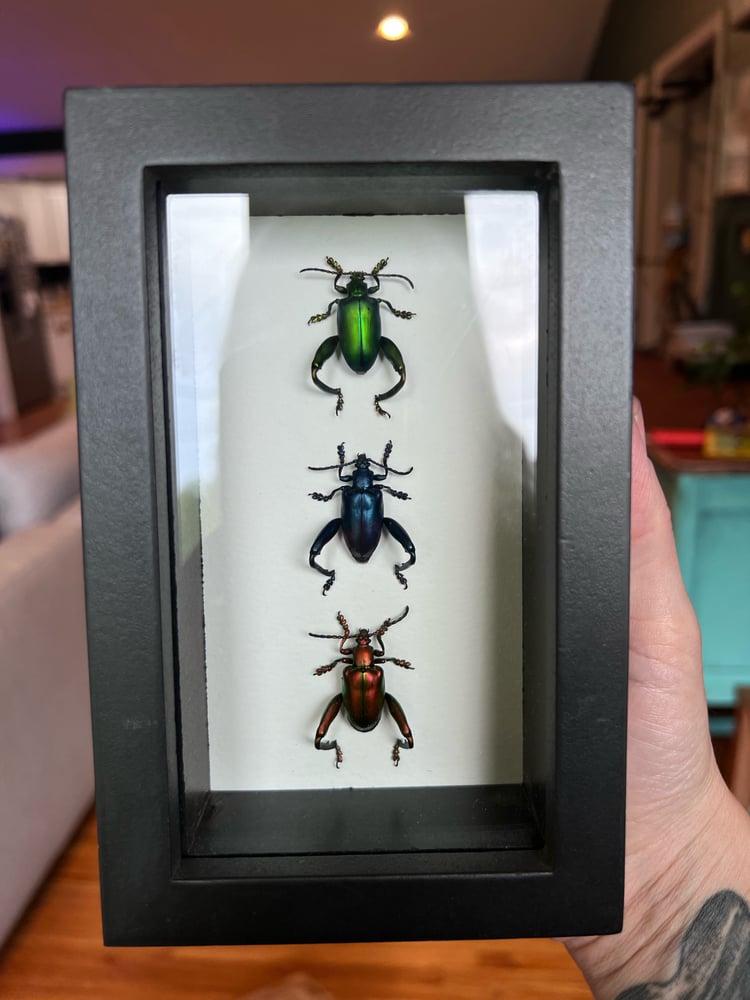 Image of Frogleg Beetles (stoplight trio)