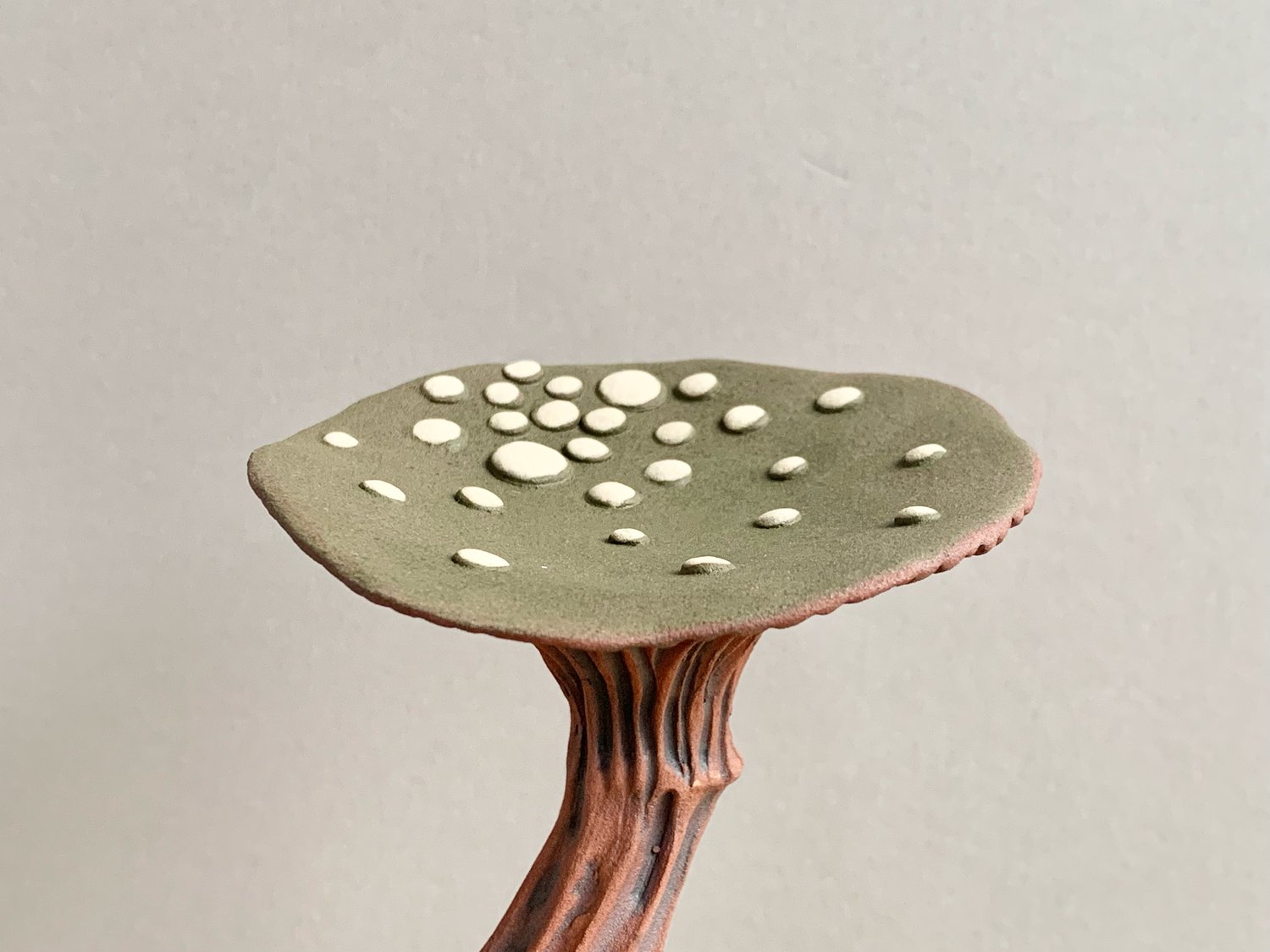 Image of Olive Wall Mushroom 