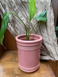 Image 1 of White Sails Peace Lily in Light Pink Pot