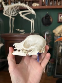 Image 2 of Pathological Dog Skull 2