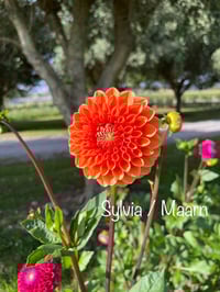 Sylvia - Ball Type 
