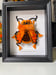Image of Tangerine-tufted Magical Moquette Beetle 