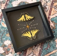 Image 3 of Swallowtail Twins