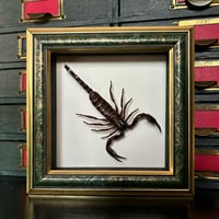 Image 1 of scorpion