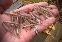Image 1 of 2” Tracer Shad’s - ATOMIC SHAD