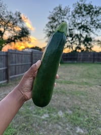 Image 1 of Black Beauty Zucchini Seeds