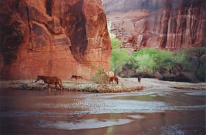 Image of Canyon Horses