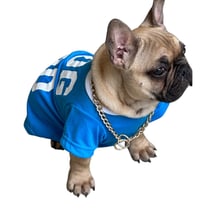 Image 4 of Frenchie 