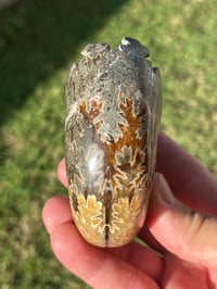 Image 12 of Ammonite Fossil | Madagascar #3022