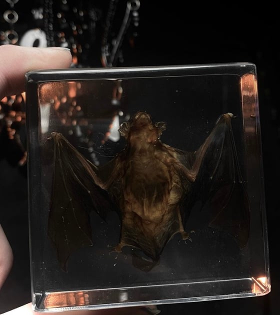 Image of Bat Specimen (Lucite) 