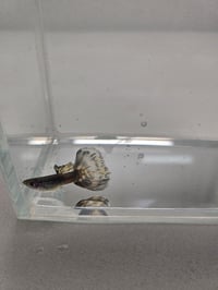 Image 4 of Assorted Male Guppies