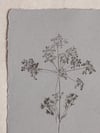 Cow Parsley A6 - Petrol Blue - Original Botanical Monoprint 