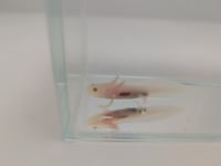 Image 3 of Hypo Juvenile Axolotl