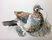 Squatter pigeon of Hidden Valley