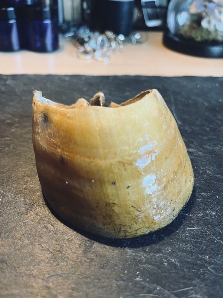 Image of Vintage Taxidermy Pony Hoof Oddity