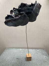 Image 4 of Fleur pavot noire