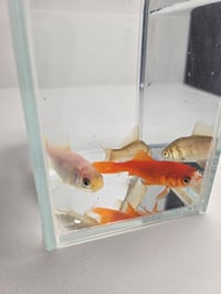 Image 4 of Assorted Large Goldfish