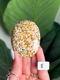 Image 5 of CHOOSE YOUR OWN ORBICULAR VEINLESS OCEAN JASPER PALM STONES -MADAGASCAR- 