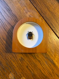 Image 1 of Pachnoda marginata peregrina