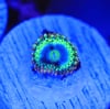 Rainbow rhino zoa