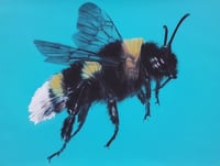 Image 1 of Bee Real