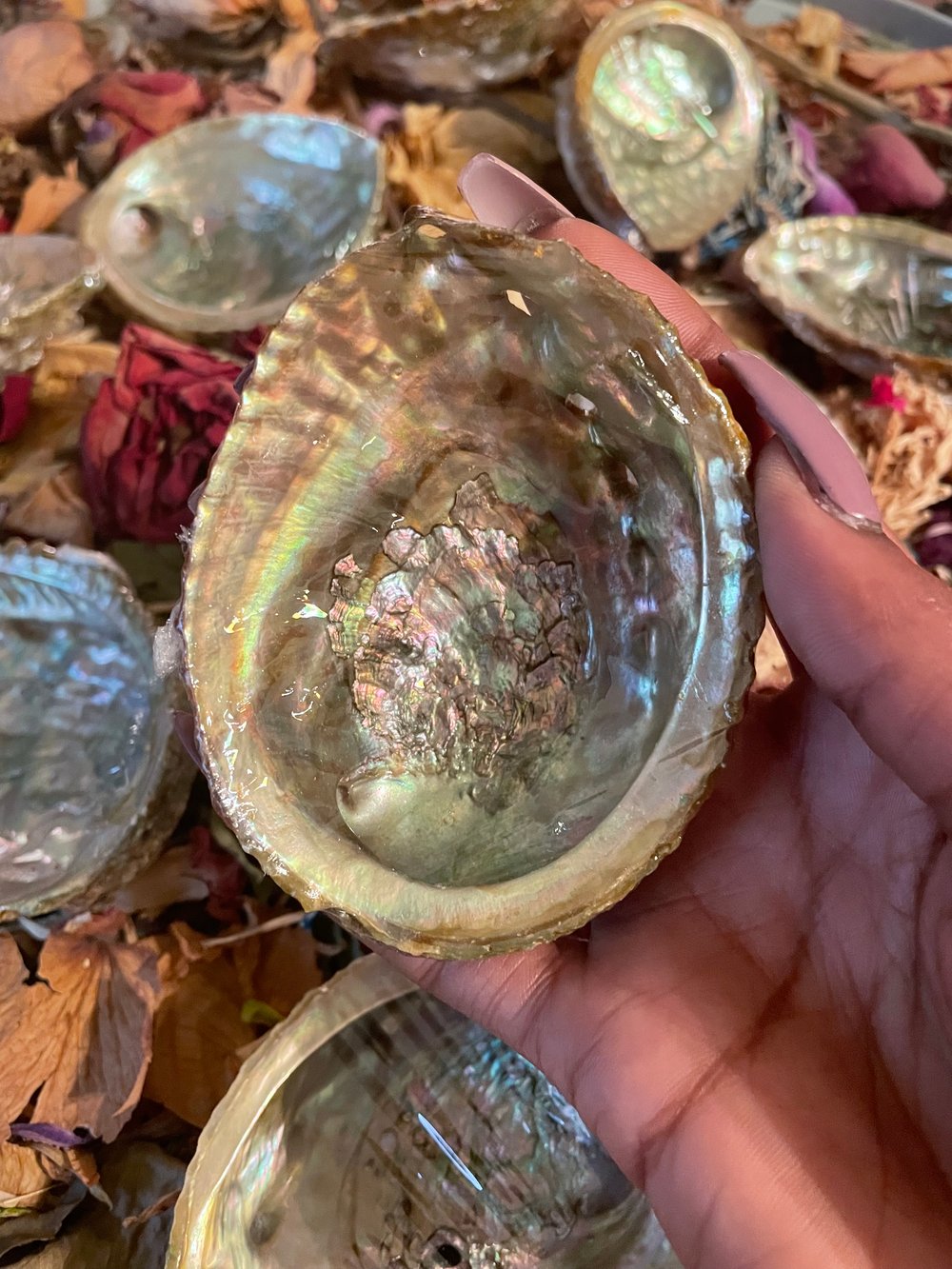 Mini Abalone Shell