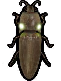 GLOW in the Dark Cucubano Sticker 