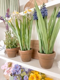 Image 5 of SALE! Potted Spring Flowers ( 3 Options )