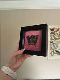 Image 2 of Graphium Weiskei Frame