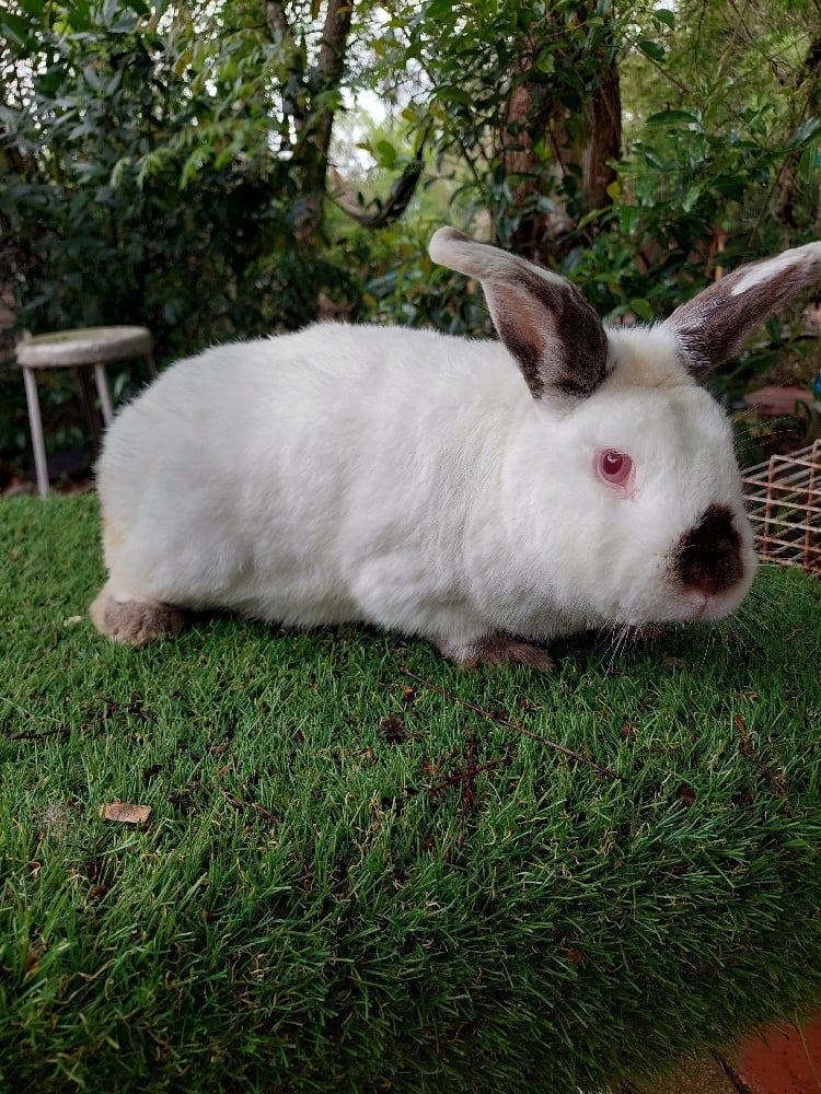 Image of Charlie (M)