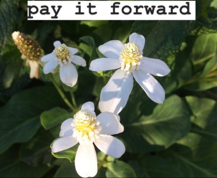 Image of pay it forward 