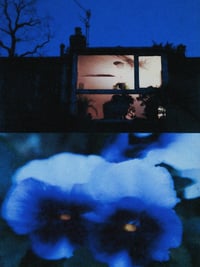 Image 5 of PANSY, BLUE NIGHT II