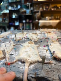 Image 5 of Make your own Taxidermy Mouse Workshop January Available Dates Dates