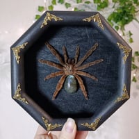 Costa Rican Orange Mouth Tarantula