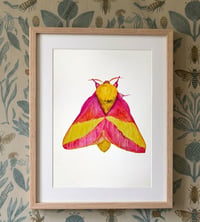 Image 5 of Rosy Maple Moth PRINT copy