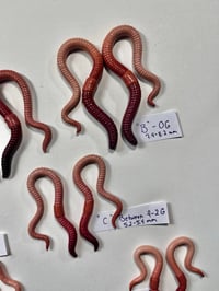 Image 3 of Hangers 🪱