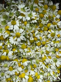 Image 3 of Māmaki, Lemon Balm & Chamomile Tea