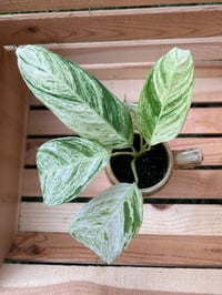 Image 5 of Stromanthe in German Stein with Quote 