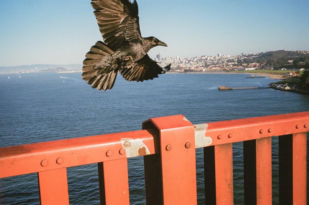 Image of 2020 Postcard Set 