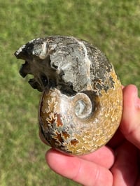 Image 8 of Ammonite Fossil | Madagascar #3022