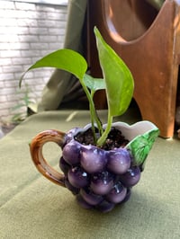 Image 3 of Golden Pothos in Grape Gravy Boat