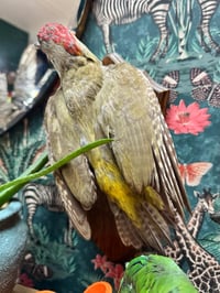 Image 4 of Taxidermy Green Woodexker 